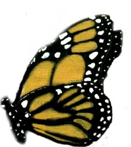 Butterfly by Cherie Roe Dirksen