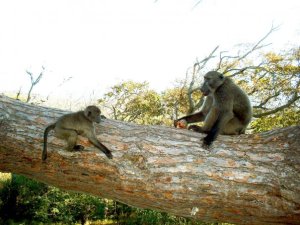 Baboons on a log