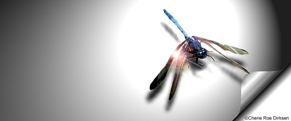Facebook Header Dragonfly