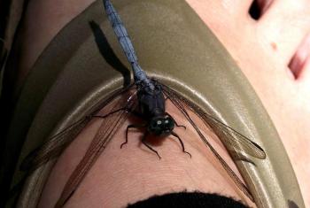 Little Buddy original photo