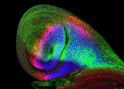 imaginal-haltere fruit fly