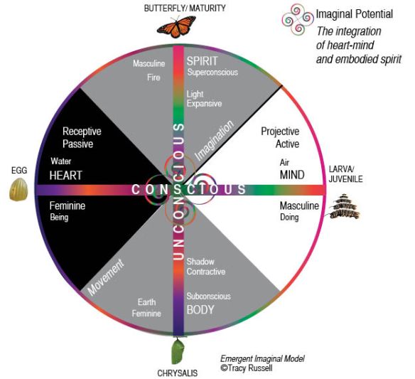EmergentImaginal Model-4