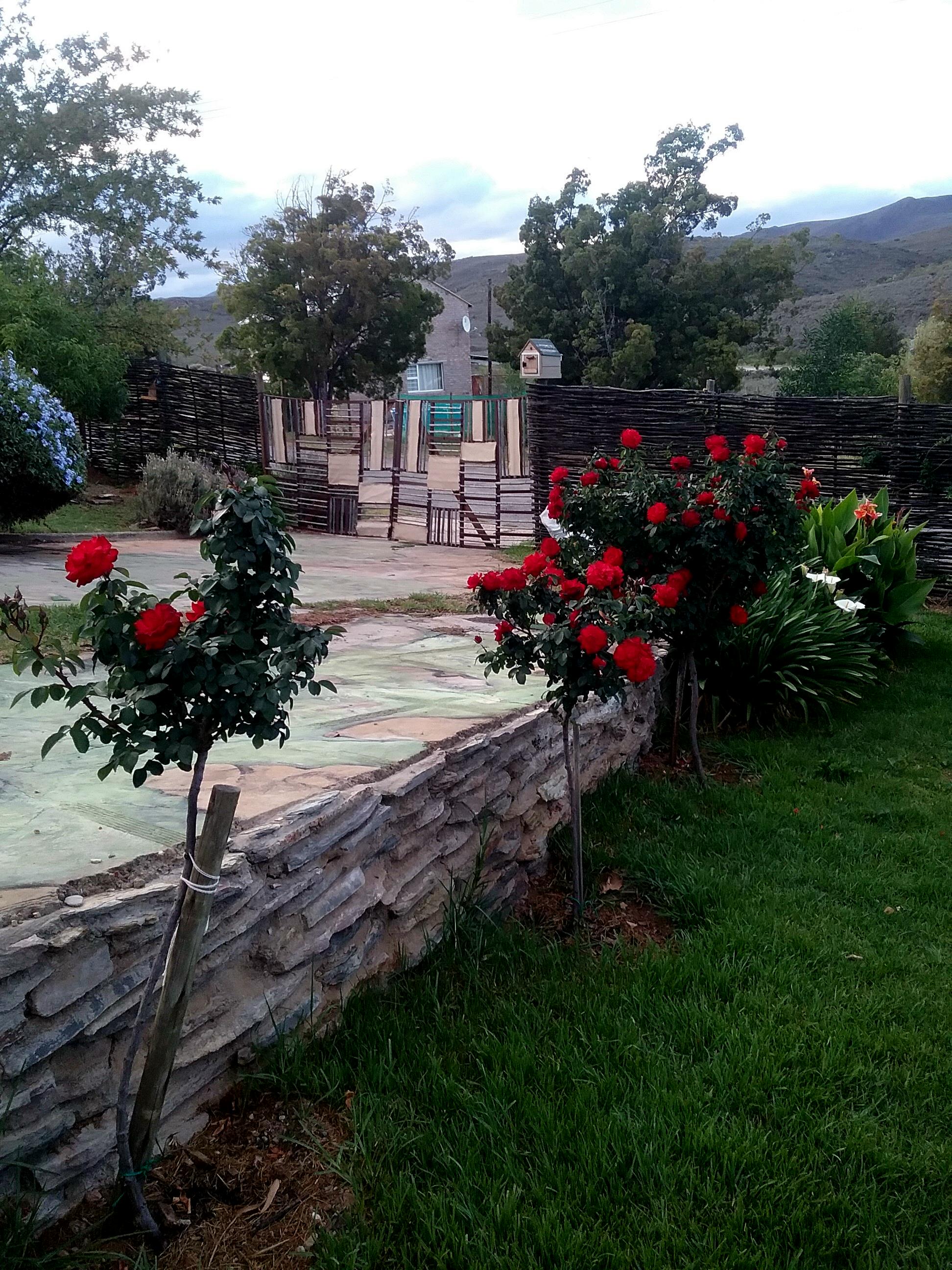What Can Roses Teach Us About Boundaries? | Cherie Roe Dirksen